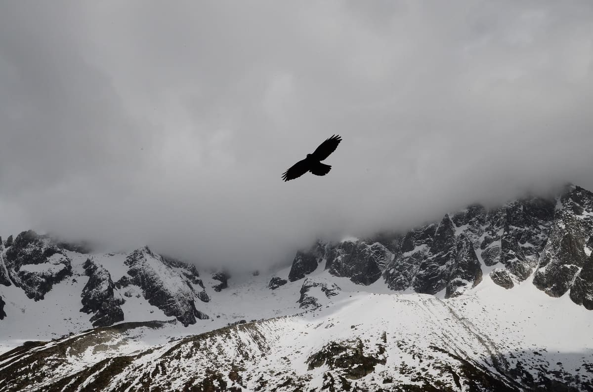 Snow Flight